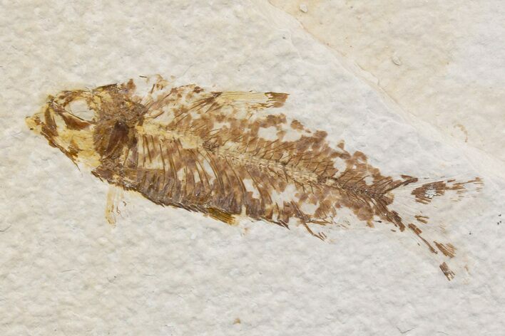 Detailed Fossil Fish (Knightia) - Wyoming #174700